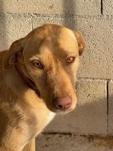 CARAMELO, Hund, Labrador-Mix in Spanien - Bild 2