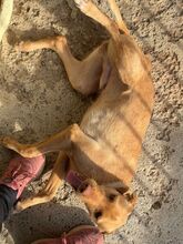 CARAMELO, Hund, Labrador-Mix in Spanien - Bild 3