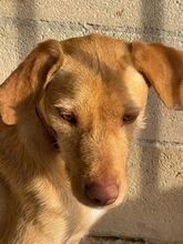 CARAMELO, Hund, Labrador-Mix in Spanien - Bild 4