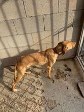 CARAMELO, Hund, Labrador-Mix in Spanien - Bild 5