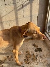 CARAMELO, Hund, Labrador-Mix in Spanien - Bild 6