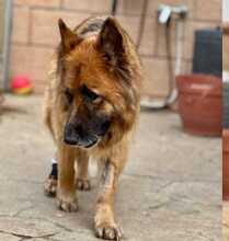 LILA, Hund, Deutscher Schäferhund in Spanien - Bild 3