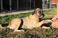 MICHELA, Hund, Mastin del Pirineos in Spanien - Bild 1