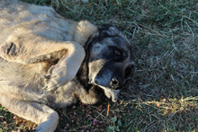 MICHELA, Hund, Mastin del Pirineos in Spanien - Bild 3