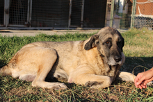 MICHELA, Hund, Mastin del Pirineos in Spanien - Bild 4