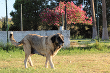 MICHELA, Hund, Mastin del Pirineos in Spanien - Bild 5