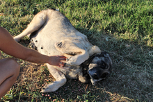 MICHELA, Hund, Mastin del Pirineos in Spanien - Bild 7