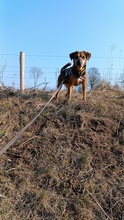 CHIQUI, Hund, Mischlingshund in Spanien - Bild 1