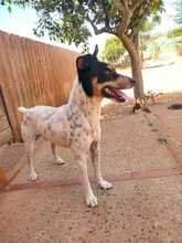 NANO, Hund, Bodeguero Andaluz-Mix in Spanien - Bild 7