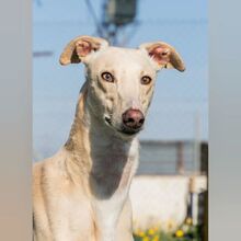 TOROMBO, Hund, Galgo Español in Spanien - Bild 1