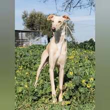 TOROMBO, Hund, Galgo Español in Spanien - Bild 2