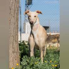 TOROMBO, Hund, Galgo Español in Spanien - Bild 3