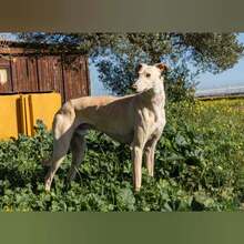 TOROMBO, Hund, Galgo Español in Spanien - Bild 4