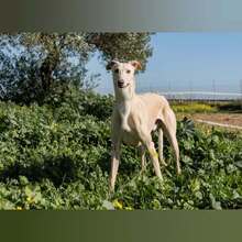 TOROMBO, Hund, Galgo Español in Spanien - Bild 5