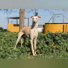 TOROMBO, Hund, Galgo Español in Spanien - Bild 6