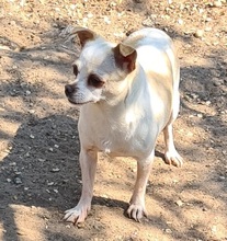 SARI, Hund, Chihuahua in Goch - Bild 5