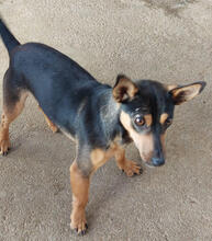 SAPADOR, Hund, Pinscher-Mix in Portugal - Bild 1