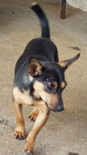 SAPADOR, Hund, Pinscher-Mix in Portugal - Bild 2