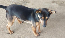 SAPADOR, Hund, Pinscher-Mix in Portugal - Bild 3