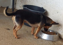 SAPADOR, Hund, Pinscher-Mix in Portugal - Bild 4