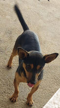 SAPADOR, Hund, Pinscher-Mix in Portugal - Bild 5