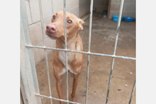 NANO, Hund, Podenco-Mix in Spanien