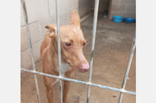 NANO, Hund, Podenco-Mix in Spanien - Bild 3