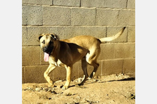 RUFO, Hund, Mischlingshund in Spanien - Bild 2