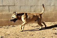 RUFO, Hund, Mischlingshund in Spanien - Bild 3