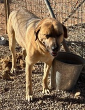 OSCAR, Hund, Mischlingshund in Griechenland - Bild 8