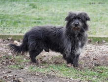 DAKOTA, Hund, Mischlingshund in Ungarn - Bild 3