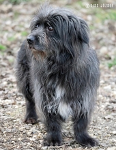 DAKOTA, Hund, Mischlingshund in Ungarn - Bild 4