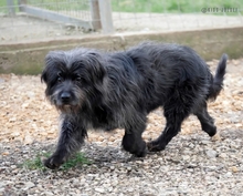 DAKOTA, Hund, Mischlingshund in Ungarn - Bild 5