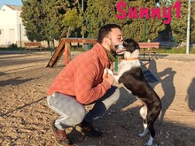 SUNNY1, Hund, Bodeguero Andaluz-Mix in Spanien - Bild 5