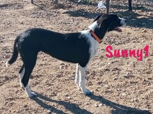 SUNNY1, Hund, Bodeguero Andaluz-Mix in Spanien - Bild 7