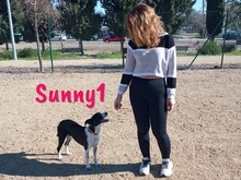 SUNNY1, Hund, Bodeguero Andaluz-Mix in Spanien - Bild 9