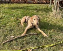 CLOE, Hund, Spinone Italiano-Mix in Gyhum - Bild 1