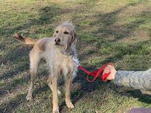 CLOE, Hund, Spinone Italiano-Mix in Gyhum - Bild 10