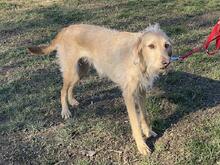 CLOE, Hund, Spinone Italiano-Mix in Gyhum - Bild 12