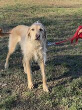 CLOE, Hund, Spinone Italiano-Mix in Gyhum - Bild 13