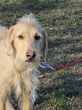 CLOE, Hund, Spinone Italiano-Mix in Gyhum - Bild 14