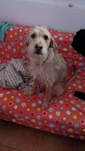 CLOE, Hund, Spinone Italiano-Mix in Gyhum - Bild 15