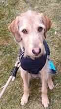 CLOE, Hund, Spinone Italiano-Mix in Gyhum - Bild 2