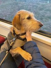 CLOE, Hund, Spinone Italiano-Mix in Gyhum - Bild 3
