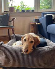 CLOE, Hund, Spinone Italiano-Mix in Gyhum - Bild 4