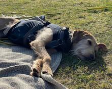 CLOE, Hund, Spinone Italiano-Mix in Gyhum - Bild 5