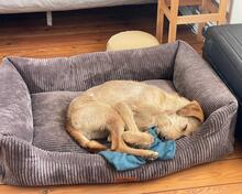 CLOE, Hund, Spinone Italiano-Mix in Gyhum - Bild 6