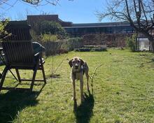 CLOE, Hund, Spinone Italiano-Mix in Gyhum - Bild 7
