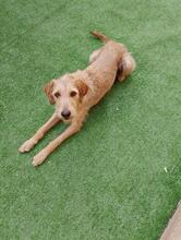 CLOE, Hund, Spinone Italiano-Mix in Gyhum - Bild 8
