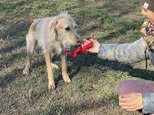 CLOE, Hund, Spinone Italiano-Mix in Gyhum - Bild 9
